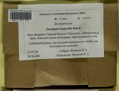Encalypta longicolla Bruch, Moscow University Herbarium