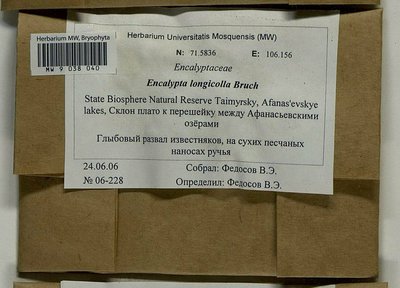 Encalypta longicolla Bruch, Moscow University Herbarium