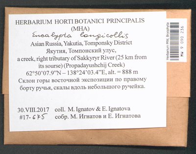 Encalypta longicolla Bruch, Moscow University Herbarium