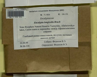 Encalypta longicolla Bruch, Moscow University Herbarium