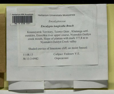 Encalypta longicolla Bruch, Moscow University Herbarium