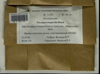 Encalypta longicolla Bruch, Moscow University Herbarium