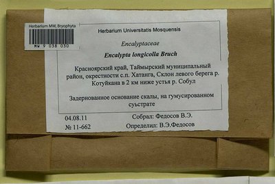 Encalypta longicolla Bruch, Moscow University Herbarium