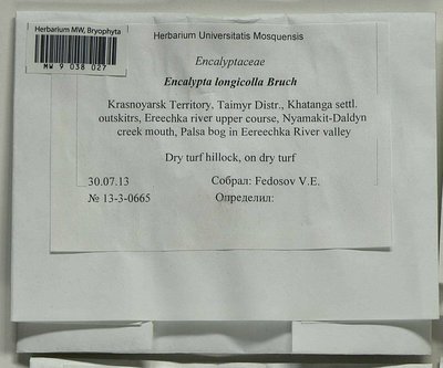 Encalypta longicolla Bruch, Moscow University Herbarium
