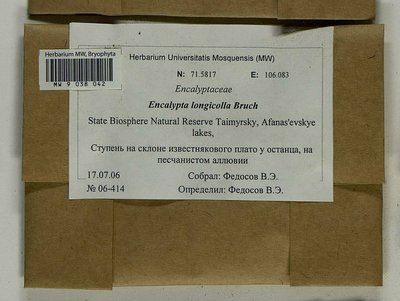 Encalypta longicolla Bruch, Moscow University Herbarium
