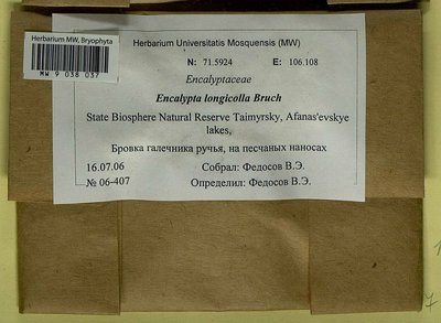 Encalypta longicolla Bruch, Moscow University Herbarium
