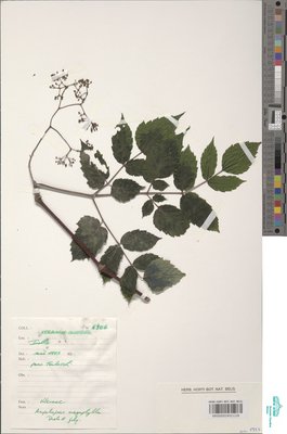 Ampelopsis megalophylla Diels & Gilg
