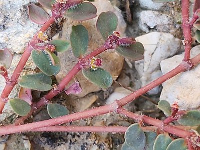 Euphorbia chamaesyce L.: flower