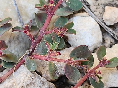 Euphorbia chamaesyce L.: flower