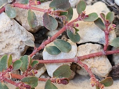 Euphorbia chamaesyce L.: leaf