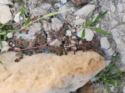 Euphorbia chamaesyce L.: habit