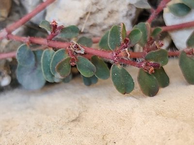 Euphorbia chamaesyce L.: leaf