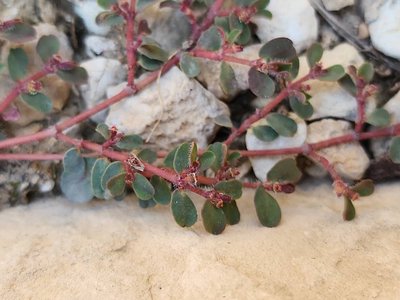Euphorbia chamaesyce L.: bark