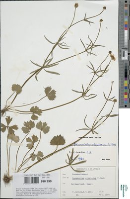 Ranunculus alnetorum W.Koch