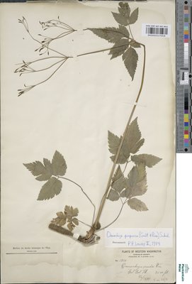 Osmorrhiza purpurea Suksd.