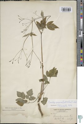 Osmorrhiza purpurea Suksd.