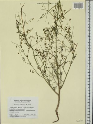 Melilotus polonicus (L.)Pall. (Донник польский), Moscow University Herbarium