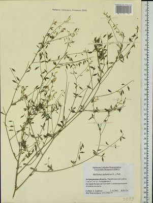 Melilotus polonicus (L.)Pall. (Донник польский), Moscow University Herbarium