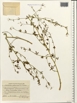 Melilotus polonicus (L.)Pall. (Донник польский), Moscow University Herbarium