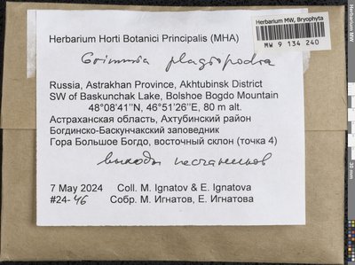 Grimmia plagiopodia Hedw., Moscow University Herbarium