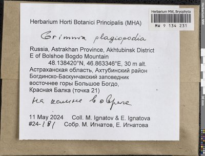 Grimmia plagiopodia Hedw., Moscow University Herbarium