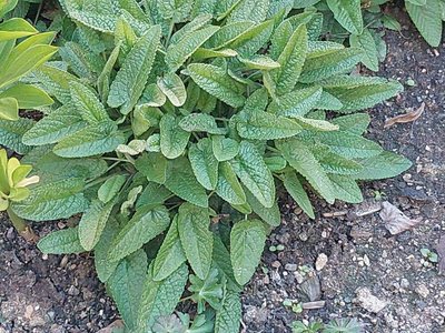 Stachys affinis Bunge: leaf