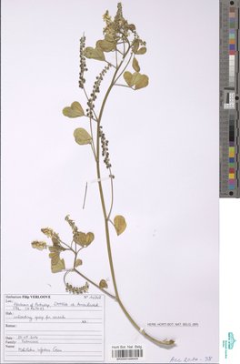 Melilotus infestus Guss.
