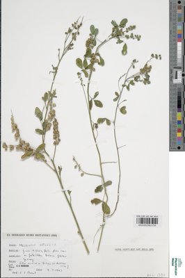 Melilotus infestus Guss.