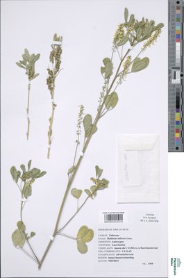 Melilotus infestus Guss.