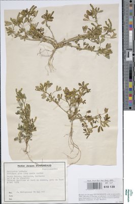Melilotus infesta Guss.