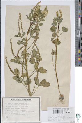 Melilotus infesta Guss.