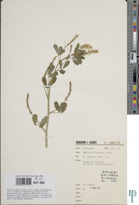 Melilotus infestus Guss.