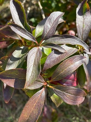 Forsythia viridissima Lindl.: leaf