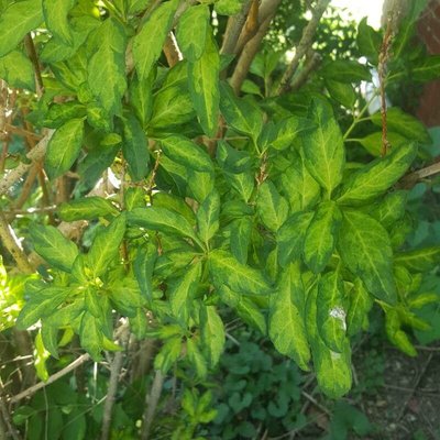 Forsythia viridissima Lindl.: leaf