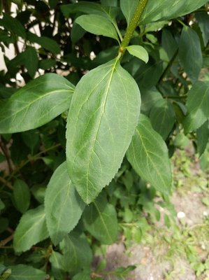 Forsythia viridissima Lindl.: leaf