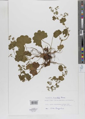 Alchemilla trunciloba Buser