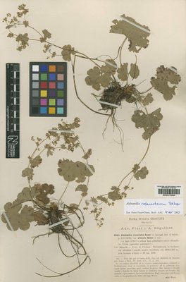 BM000750806