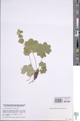 Alchemilla trunciloba Buser