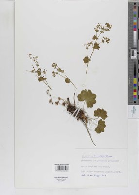 Alchemilla trunciloba Buser