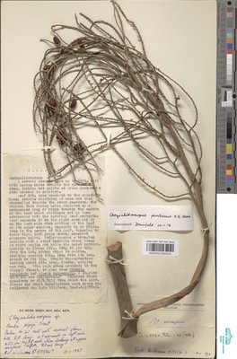 Chrysalidocarpus pembanus H.E.Moore