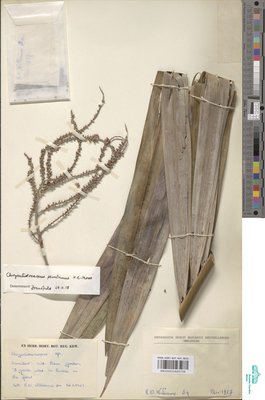 Chrysalidocarpus pembanus H.E.Moore