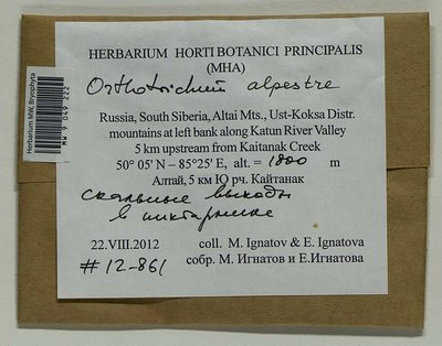 Orthotrichum alpestre Hornsch. ex Bruch & Schimp., Moscow University Herbarium
