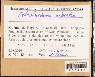 Orthotrichum alpestre Hornsch. ex Bruch & Schimp., Moscow University Herbarium