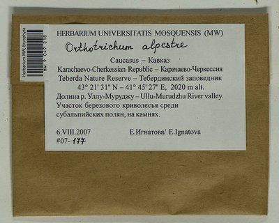 Orthotrichum alpestre Hornsch. ex Bruch & Schimp., Moscow University Herbarium