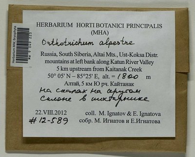 Orthotrichum alpestre Hornsch. ex Bruch & Schimp., Moscow University Herbarium