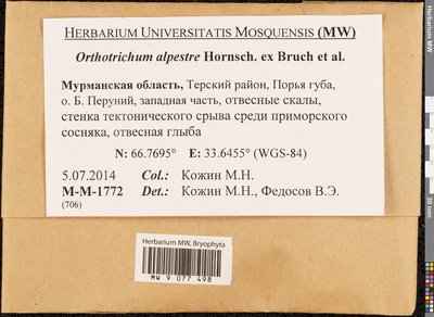 Orthotrichum alpestre Hornsch. ex Bruch & Schimp., Moscow University Herbarium