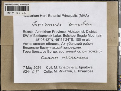 Grimmia anodon Bruch & Schimp., Moscow University Herbarium