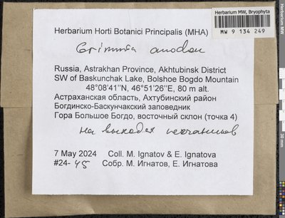 Grimmia anodon Bruch & Schimp., Moscow University Herbarium