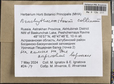 Brachytheciastrum collinum (Schleich. ex Müll. Hal.) Ignatov & Huttunen, Moscow University Herbarium