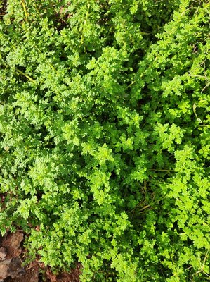 Dysphania schraderiana (Schult.) Mosyakin & Clemants: leaf